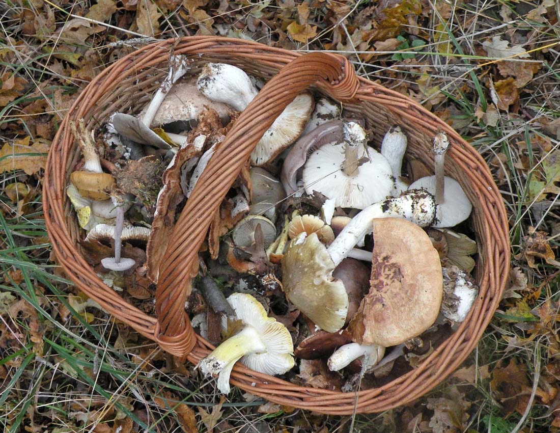 Nei boschi di Ulderico